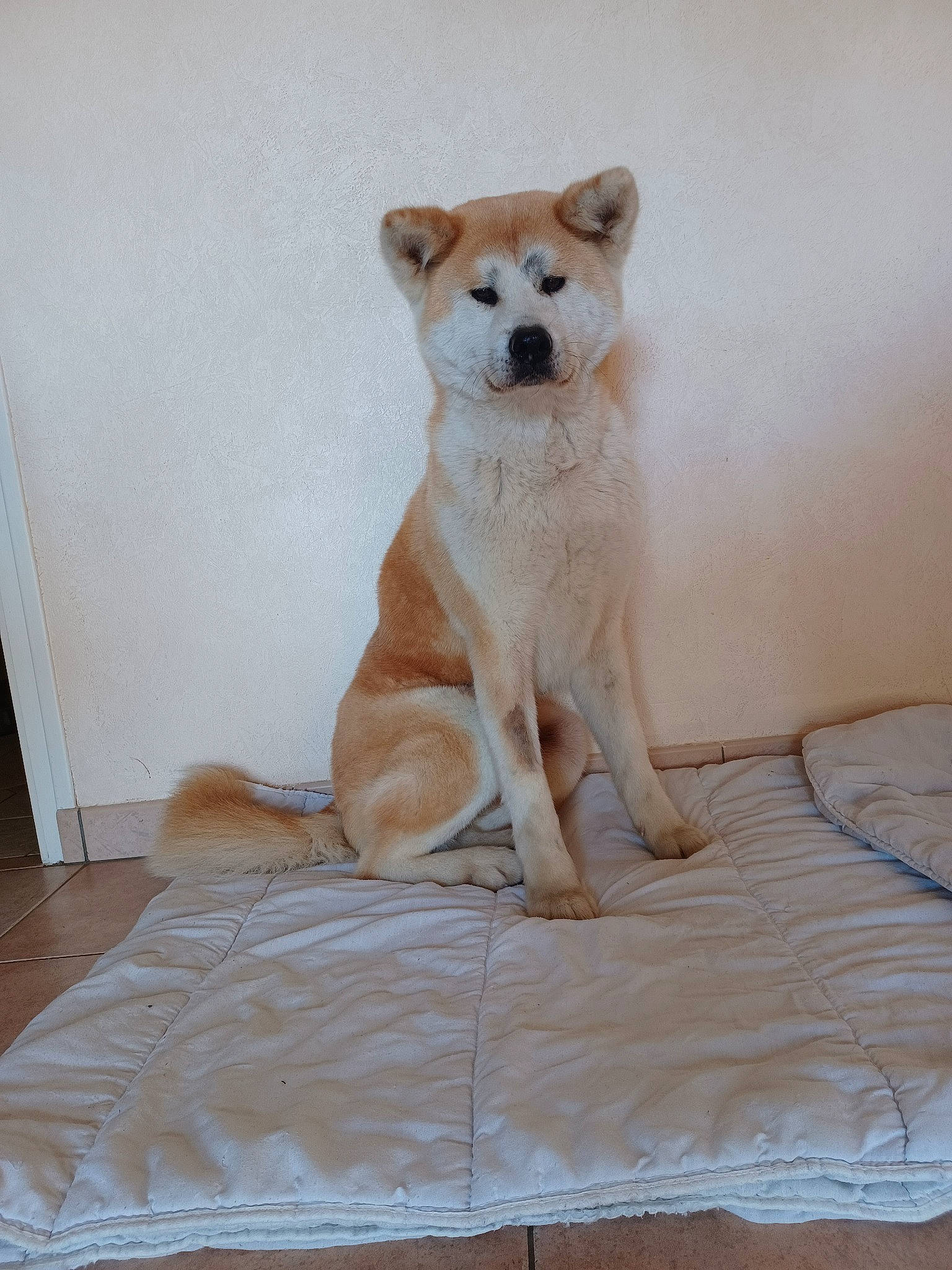 Kana a rejoint le concours — aidez-le/la à gagner de superbes lots ! canidae, carnivore, comfort, companion_dog, dog, dog_breed, fawn, flooring, fur, hardwood, paw, pet_supply, snout, sporting_group, tail, terrestrial_animal, whiskers, wildlife, wood, working_animal