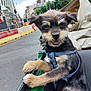 animal, black, brown, city, cute, daytime, dog, fur, green, happy, harness, outdoor, pet, playful, puppy, smiling, street, transport, urban, vehicle