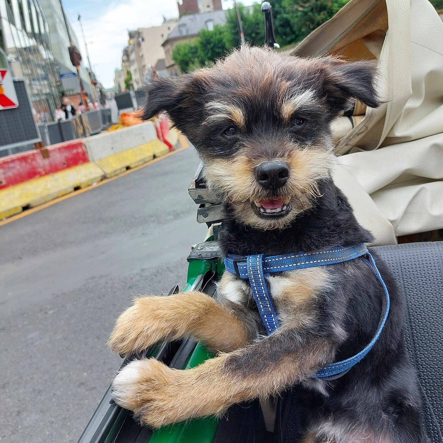 Loulou participe au concours pour gagner de l'argent avec cette photo : animal, black, brown, city, cute, daytime, dog, fur, green, happy, harness, outdoor, pet, playful, puppy, smiling, street, transport, urban, vehicle