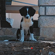 Arya a rejoint le concours — aidez-le/la à gagner de superbes lots ! puppy, dog, black_and_white, stone_steps, stone_pillar, outdoor, sitting, pet, young_dog, cute, animal, stairs, wall, daylight, candid, nature, portrait, quiet, calm, domestic_animal