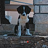 puppy, dog, black_and_white, stone_steps, stone_pillar, outdoor, sitting, pet, young_dog, cute, animal, stairs, wall, daylight, candid, nature, portrait, quiet, calm, domestic_animal
