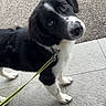 Arya a rejoint le concours — aidez-le/la à gagner de superbes lots ! puppy, dog, black_and_white, leash, curious, pet, canine, outdoor, sidewalk, tile_floor, young_dog, animal, looking_up, fur, ears, paw, snout, domestic_animal, playful, companion