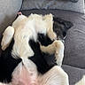 dog, black_and_white, lying_down, couch, pet, relaxed, fluffy, fur, animal, indoor, sleeping, paw, belly, canine, resting, home, soft, comfortable, cute, domestic