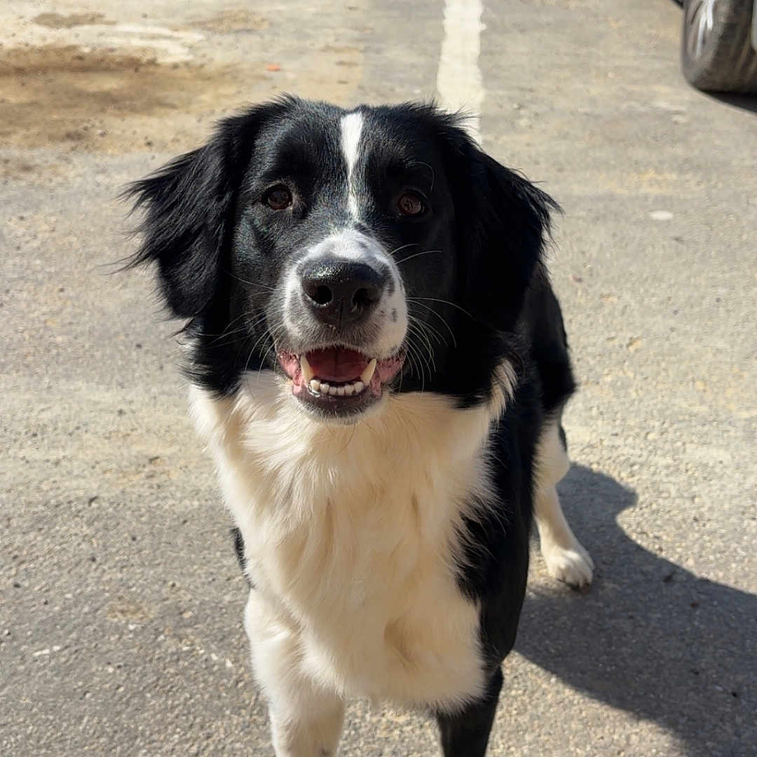 Arya