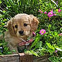 Delilah joined the competition — help win amazing prizes! puppy, dog, golden_retriever, necklace, bow, flowers, plants, greenery, outdoor, nature, cute, pet, animal, wooden_planter, garden, spring, small, adorable, fluffy, sunlight