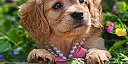 Delilah is registered to the contest to win money with this photo: puppy, dog, golden_retriever, pearl_necklace, pink_bow, wooden_fence, greenery, flowers, outdoor, closeup, cute, pet, nature, garden, animal, adorable, fur, paw, portrait, young