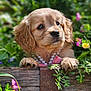 puppy, dog, golden_retriever, pearl_necklace, pink_bow, wooden_fence, greenery, flowers, outdoor, closeup, cute, pet, nature, garden, animal, adorable, fur, paw, portrait, young