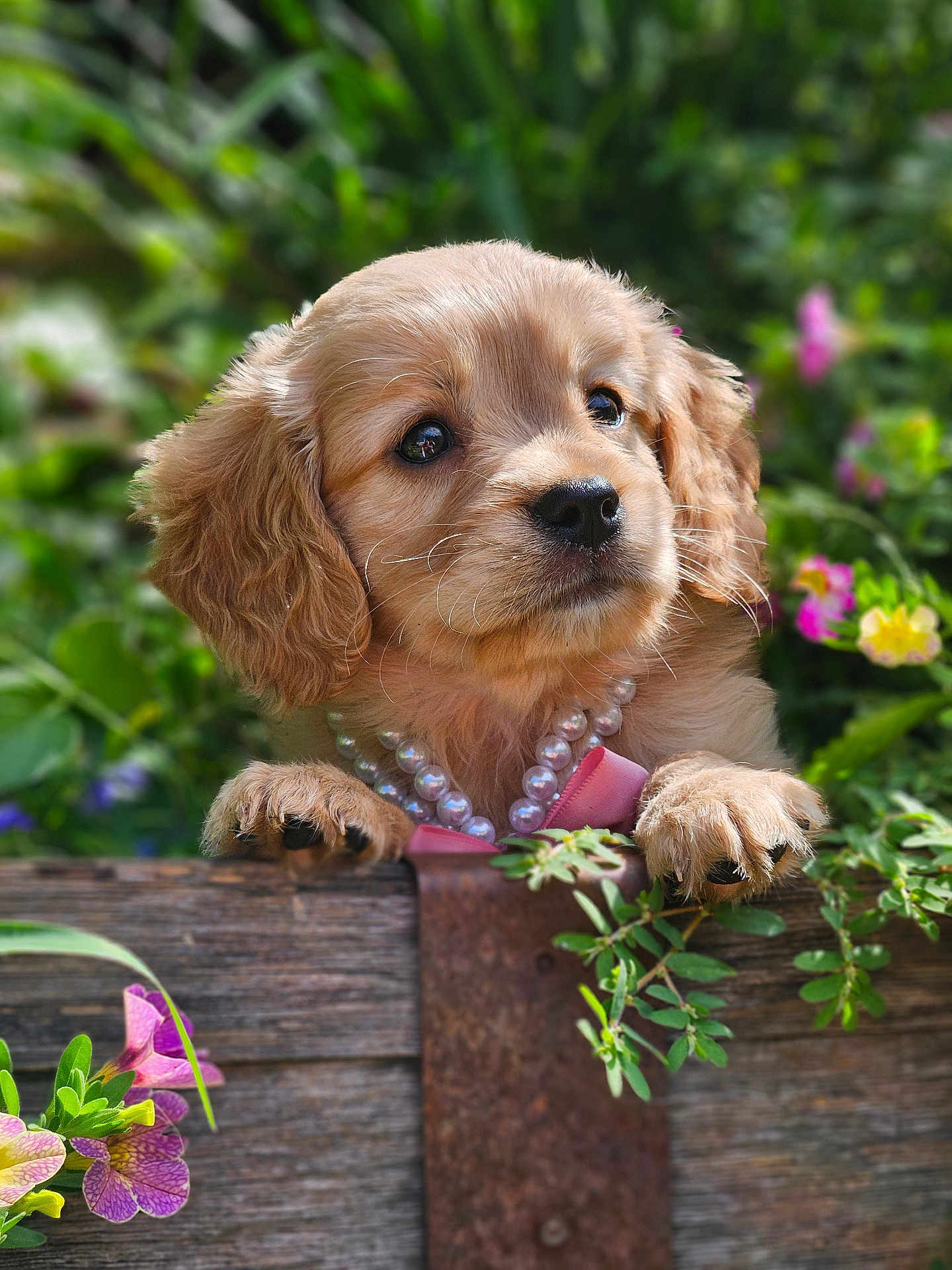 Delilah is registered to the contest to win money with this photo: puppy, dog, golden_retriever, pearl_necklace, pink_bow, wooden_fence, greenery, flowers, outdoor, closeup, cute, pet, nature, garden, animal, adorable, fur, paw, portrait, young