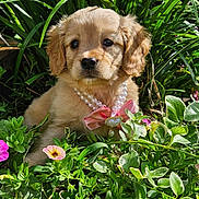 Delilah joined the competition — help win amazing prizes! puppy, dog, golden_retriever, necklace, pink_bow, flower, greenery, garden, pet, cute, outdoor, sunlight, fur, animal, nature, adorable, young, leaf, plant, portrait