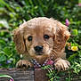 Delilah joined the competition — help win amazing prizes! puppy, golden_retriever, dog, pearl_necklace, wooden_fence, greenery, flowers, outdoor, cute, pet, animal, nature, closeup, adorable, young, fur, portrait, garden, paws, whiskers