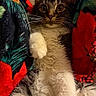 Kash joined the competition — help win amazing prizes! animal, blanket, cat, closeup, colorful, cozy, curious, cute, fluffy, fur, green, indoor, mammal, pet, portrait, red, relaxed, sitting, whiskers, wide_eyes
