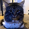 animal, carpet, cat, closeup, collar, cute, domestic, ears, face, feline, fluffy, fur, indoor, looking, pendant, pet, portrait, sitting, tabby, whiskers