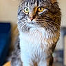 Kash is registered to the contest to win money with this photo: alert, animal, background_blur, cat, closeup, domestic_cat, feline, fluffy, fur, gray_fur, indoor, pet, portrait, sitting, soft_light, stool, tabby, whiskers, white_fur, yellow_eyes