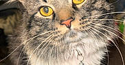 Kash joined the competition — help win amazing prizes! animal, cat, close_up, collar, curious, cute, domestic_animal, face, feline, fluffy, fur, golden_eyes, house, indoor, looking, mammal, pet, portrait, tabby, whiskers