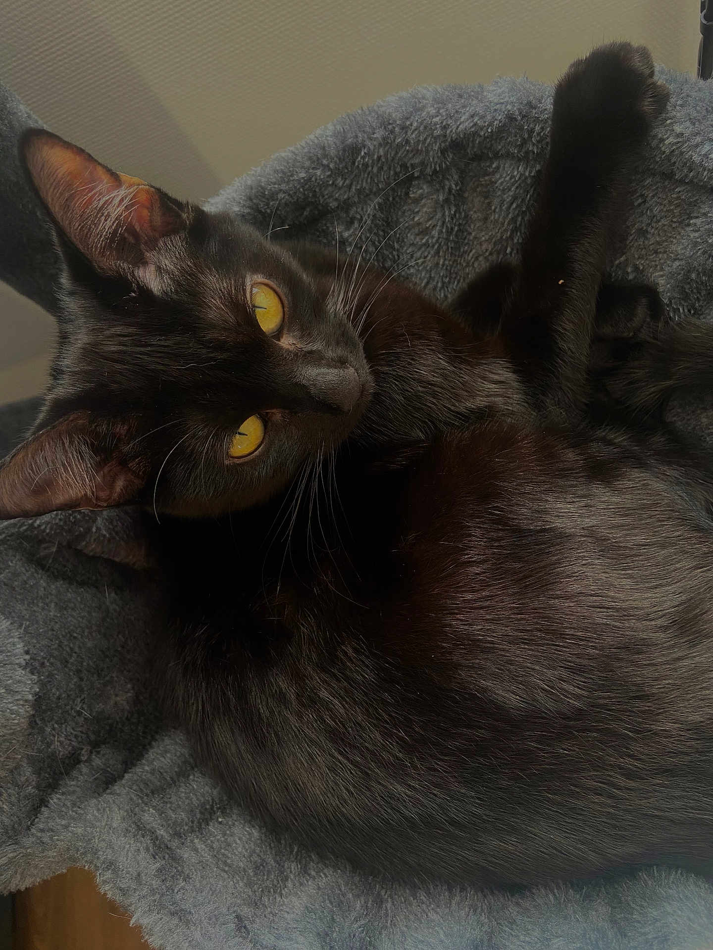 Onyx