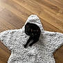 cat, black_cat, pet, animal, fur, indoor, floor, wood_floor, rug, star_shaped_rug, cozy, relaxed, looking_at_camera, bright_eyes, home, domestic_cat, cute, feline, resting, curious