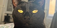 Onyx participe au concours pour gagner de l'argent avec cette photo : black_cat, cat, close_up, yellow_eyes, whiskers, indoor, pet, feline, fur, bed, blanket, window, natural_light, domestic_animal, cute, animal_face, portrait, relaxed, home, soft_light