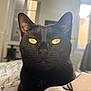 black_cat, cat, close_up, yellow_eyes, whiskers, indoor, pet, feline, fur, bed, blanket, window, natural_light, domestic_animal, cute, animal_face, portrait, relaxed, home, soft_light