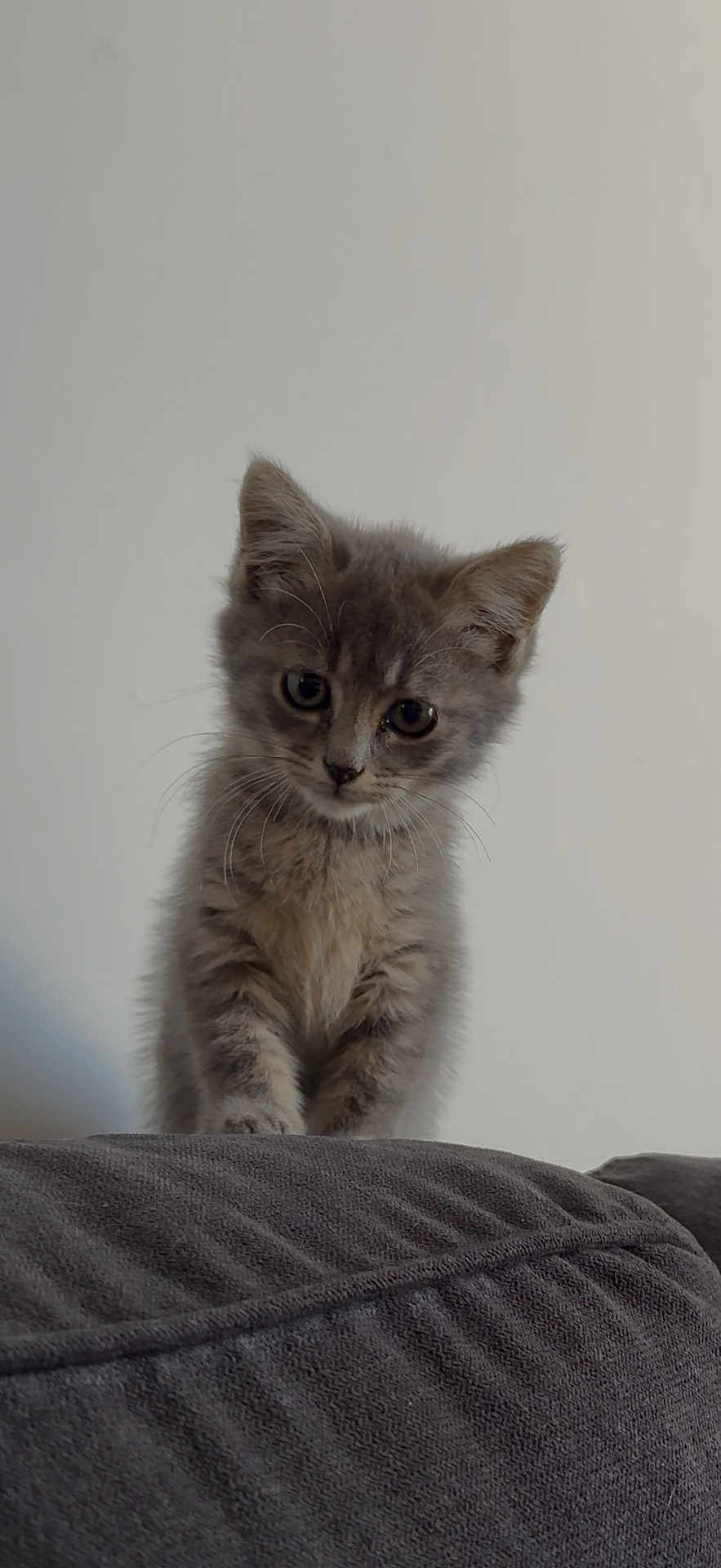 Arya participe au concours pour gagner de l'argent avec cette photo : kitten, cat, gray_fur, cute, pet, animal, whiskers, small, curious, indoor, feline, young, soft, portrait, domestic, fur, ears, face, sitting, looking