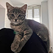 Arya a rejoint le concours — aidez-le/la à gagner de superbes lots ! kitten, cat, gray_cat, tabby, pet, animal, indoor, window, light, fur, whiskers, legs, person, curious, young_cat, cute, sitting, relaxed, home, soft_light