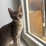Snow a rejoint le concours — aidez-le/la à gagner de superbes lots ! kitten, cat, tabby, windowsill, window, curious, indoor, pet, feline, young, animal, fur, whiskers, ears, paws, sitting, natural_light, closeup, domestic_cat, looking