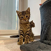 Milo a rejoint le concours — aidez-le/la à gagner de superbes lots ! kitten, tabby_cat, cat, window, indoor, towel, curious, pet, feline, fur, whiskers, animal, cute, young, soft, light, home, resting, playful, companion