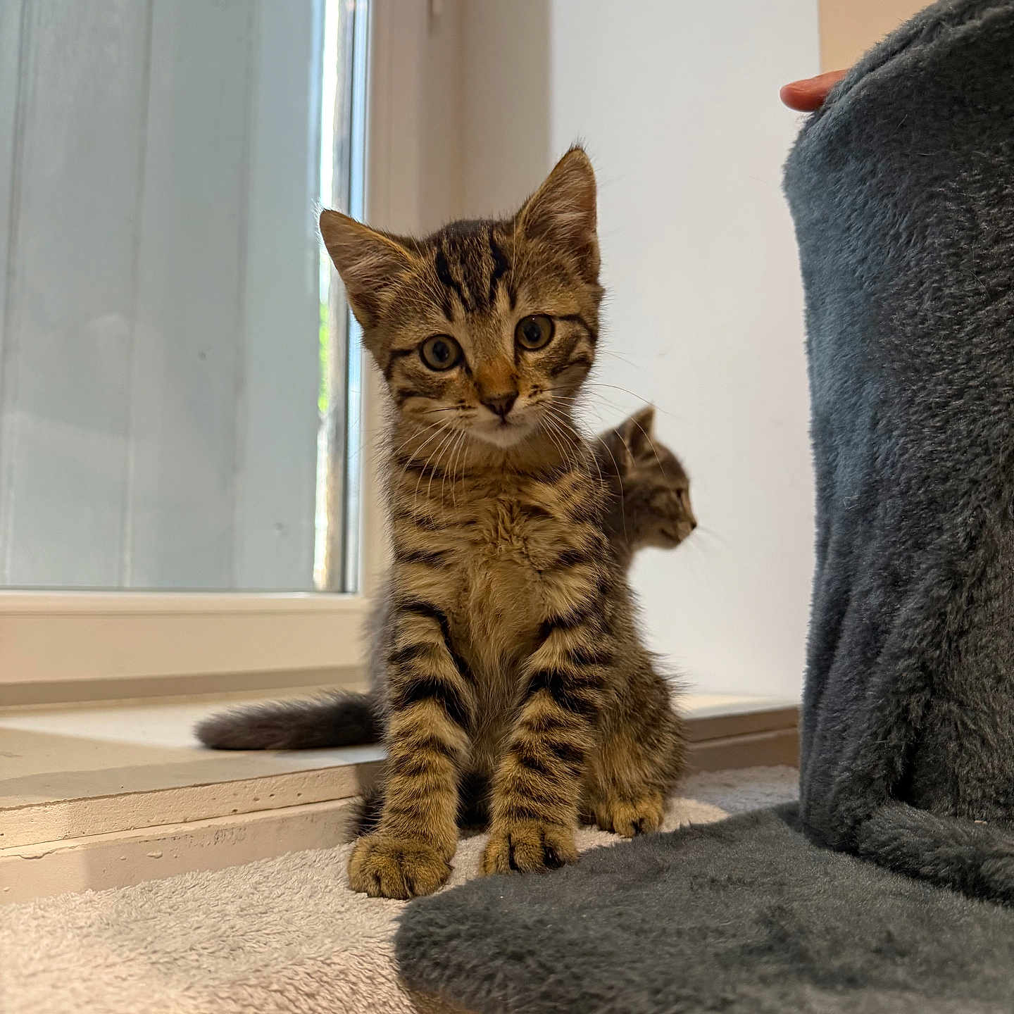 Milo a rejoint le concours — aidez-le/la à gagner de superbes lots ! animal, cat, companion, curious, cute, feline, fur, home, indoor, kitten, light, pet, playful, resting, soft, tabby_cat, towel, whiskers, window, young