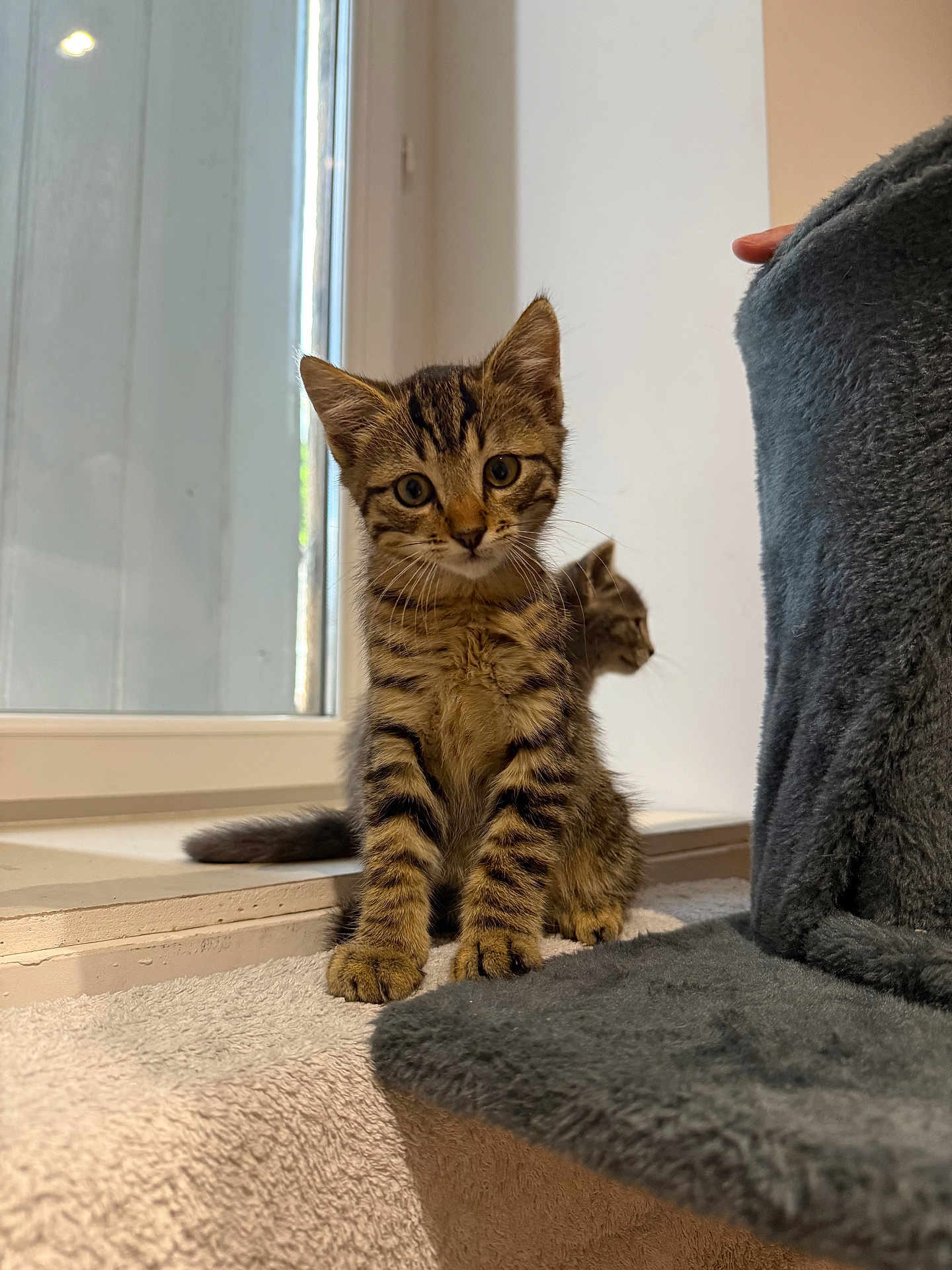 Milo a rejoint le concours — aidez-le/la à gagner de superbes lots ! kitten, tabby_cat, cat, window, indoor, towel, curious, pet, feline, fur, whiskers, animal, cute, young, soft, light, home, resting, playful, companion