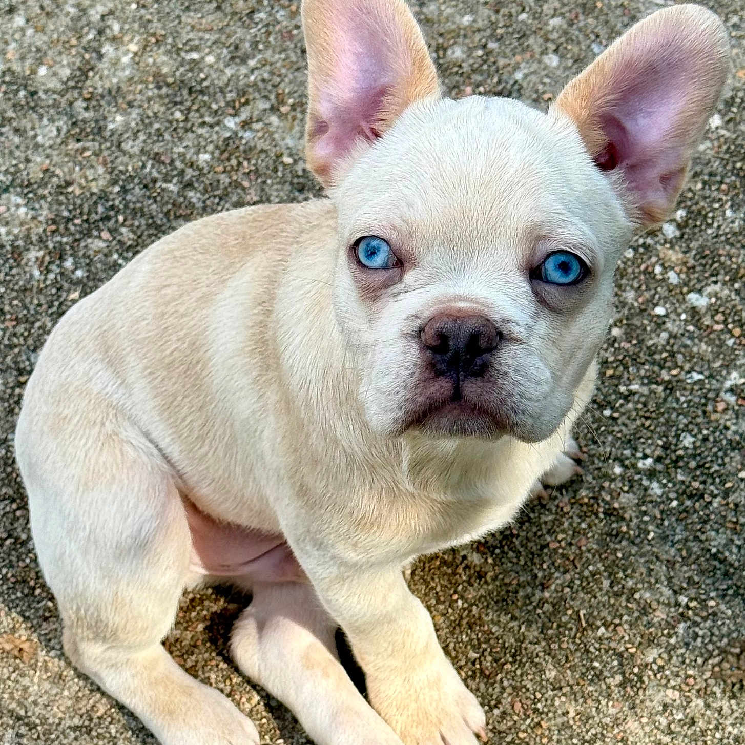 Roger joined the competition — help win amazing prizes! adorable, alert, animal, animal_face, blue_eyes, canine, close_up, companion, curious, dog, ears_up, fur, ground, light_fur, outdoor, pet, portrait, puppy, sitting, young_dog