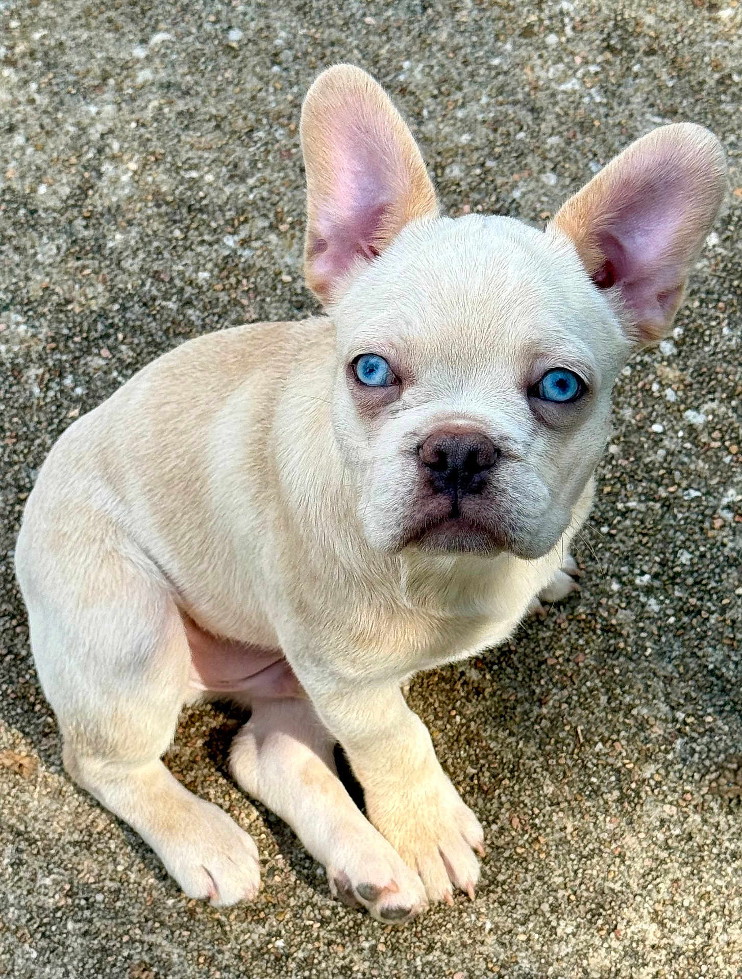 Roger joined the competition — help win amazing prizes! puppy, dog, blue_eyes, light_fur, ears_up, sitting, outdoor, curious, pet, animal, young_dog, close_up, ground, fur, canine, adorable, alert, portrait, animal_face, companion