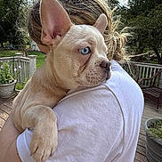 Roger is registered to the contest to win money with this photo: puppy, dog, blue_eyes, person, white_tshirt, outdoor, deck, potted_plants, wooden_deck, greenery, fence, holding, hugging, close_up, pet, animal, cute, young_dog, fur, ears