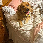 Maggie joined the competition — help win amazing prizes! dog, golden_retriever, bed, pillow, blanket, bandana, indoor, wooden_headboard, happy, smiling, pet, cozy, fur, animal, resting, cute, tongue_out, domestic_animal, comfortable, sleepy
