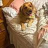 dog, golden_retriever, bed, pillow, blanket, bandana, indoor, wooden_headboard, happy, smiling, pet, cozy, fur, animal, resting, cute, tongue_out, domestic_animal, comfortable, sleepy