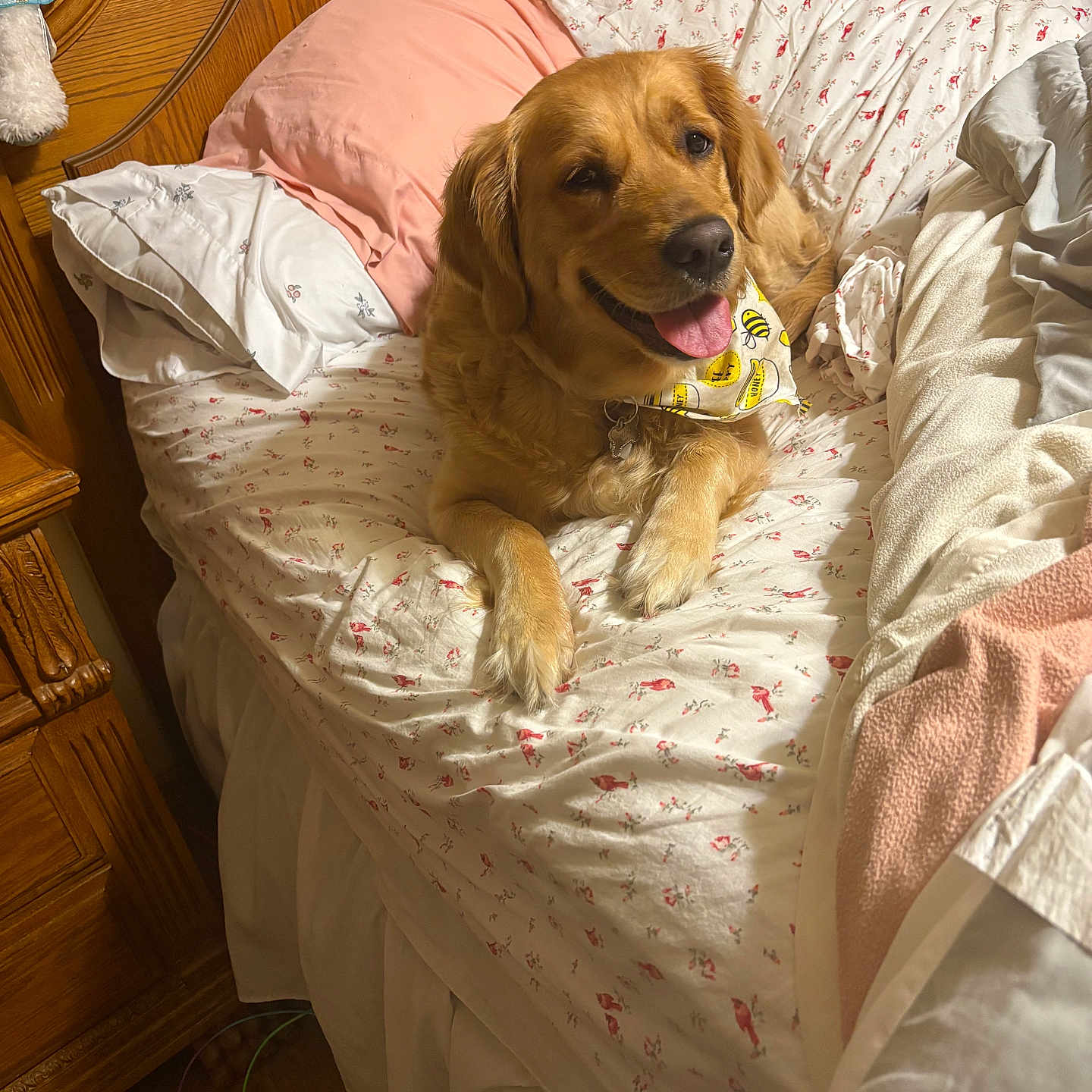 Maggie joined the competition — help win amazing prizes! dog, golden_retriever, bed, pillow, blanket, bandana, indoor, wooden_headboard, happy, smiling, pet, cozy, fur, animal, resting, cute, tongue_out, domestic_animal, comfortable, sleepy