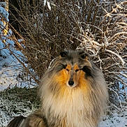 Socrate participe au concours pour gagner de l'argent avec cette photo : dog, collie, fluffy, snow, winter, outdoor, animal, pet, fur, nature, bushes, cold, sitting, canine, frost, landscape, mammal, portrait, animal_face, wintertime