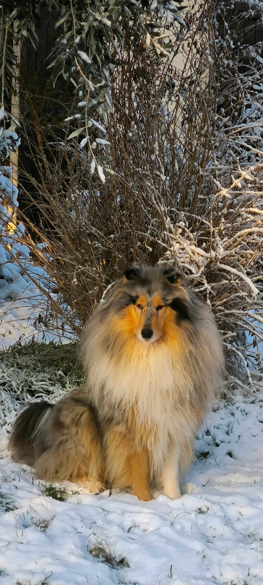 Socrate participe au concours pour gagner de l'argent avec cette photo : dog, collie, fluffy, snow, winter, outdoor, animal, pet, fur, nature, bushes, cold, sitting, canine, frost, landscape, mammal, portrait, animal_face, wintertime