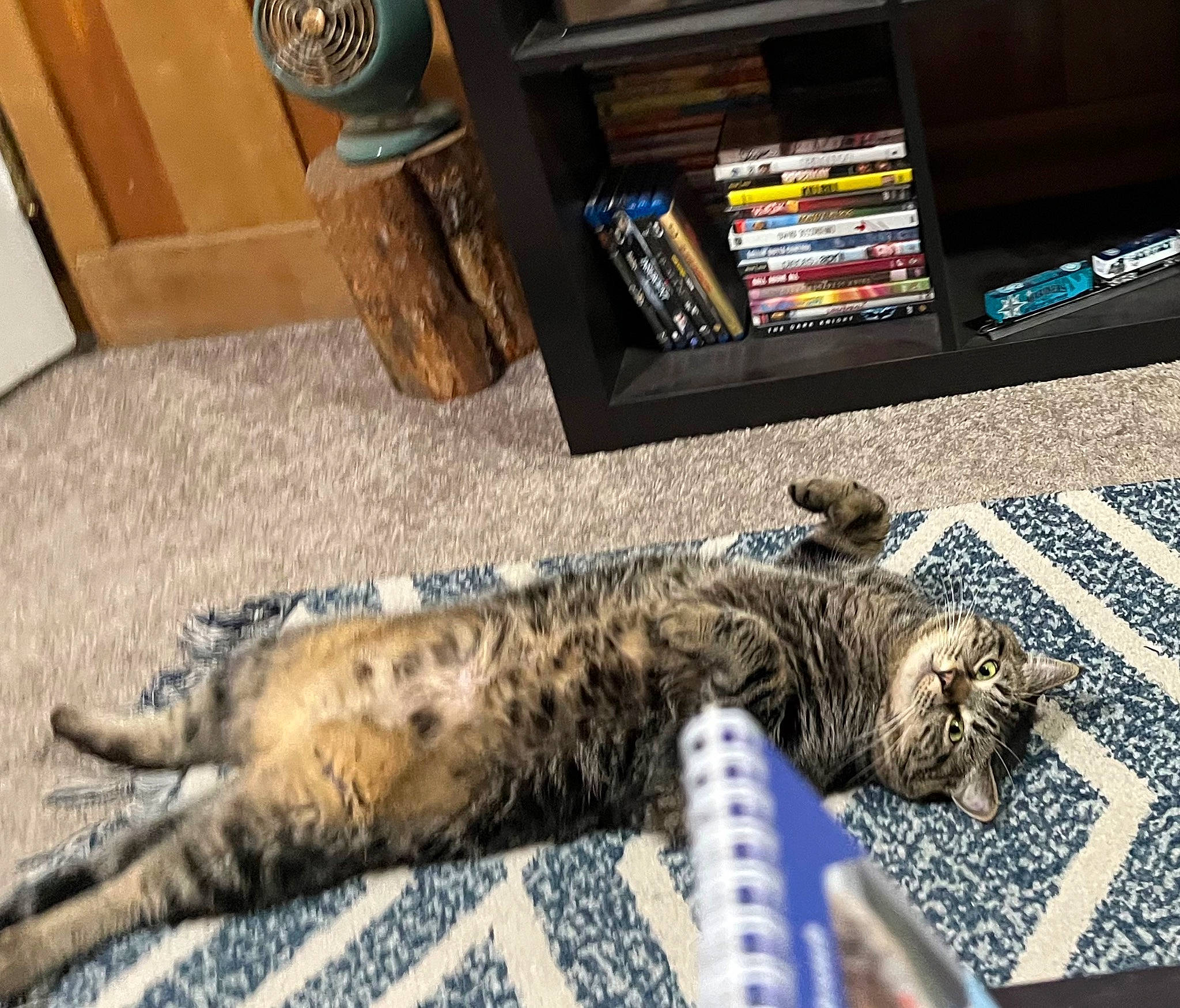 Yeti is registered to the contest to win money with this photo: carnivore, cat, claw, comfort, domestic_short_haired_cat, felidae, flooring, fur, hardwood, mammal, paw, room, small_to_medium_sized_cats, snout, tail, terrestrial_animal, vertebrate, whiskers, wood, wood_stain