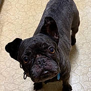 Ella is registered to the contest to win money with this photo: dog, french_bulldog, pet, indoor, floor, curious, looking_up, ears, face, animal, canine, brown_eyes, short_hair, collar, tile_floor, domestic, companion, cute, standing, portrait