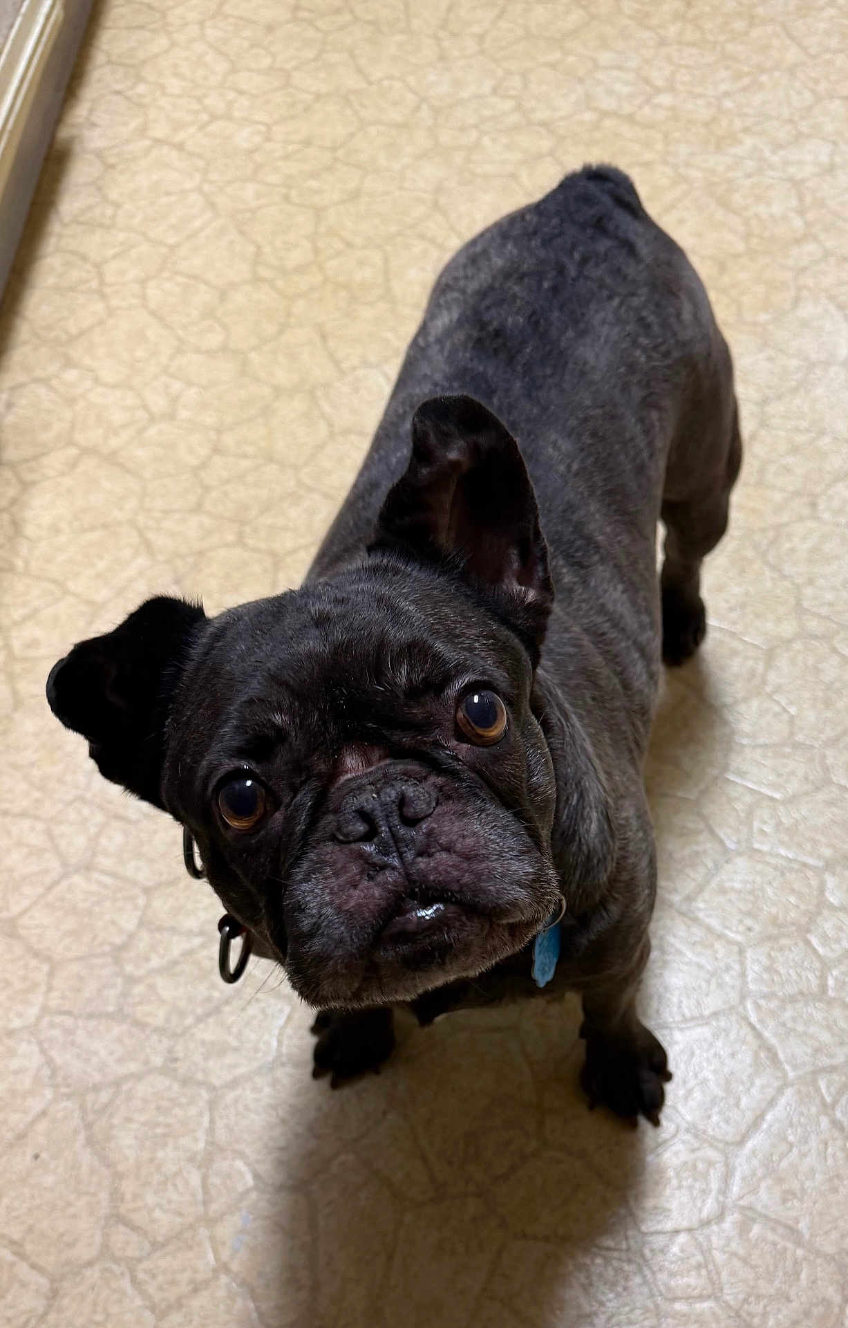 Ella is registered to the contest to win money with this photo: dog, french_bulldog, pet, indoor, floor, curious, looking_up, ears, face, animal, canine, brown_eyes, short_hair, collar, tile_floor, domestic, companion, cute, standing, portrait