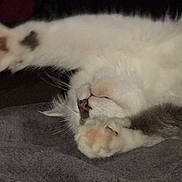 Dexter joined the competition — help win amazing prizes! cat, white_cat, paw, sleeping, stretching, feline, pet, fur, closeup, nose, whiskers, indoor, resting, cute, animal, soft, cozy, relaxing, bed, dark_background