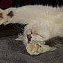 cat, white_cat, paw, sleeping, stretching, feline, pet, fur, closeup, nose, whiskers, indoor, resting, cute, animal, soft, cozy, relaxing, bed, dark_background