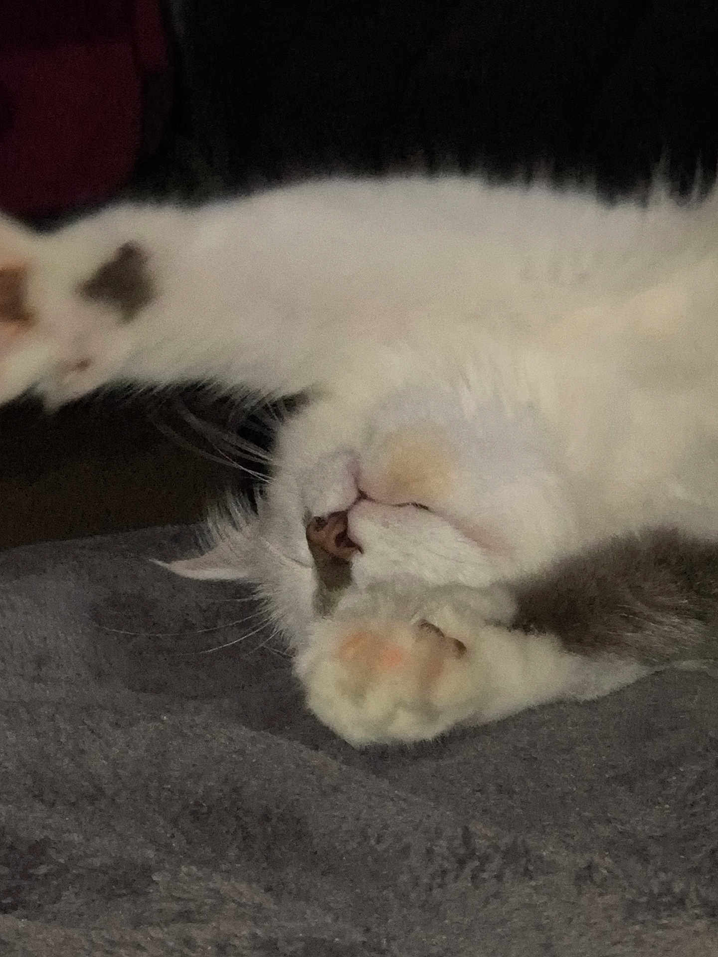 Dexter joined the competition — help win amazing prizes! cat, white_cat, paw, sleeping, stretching, feline, pet, fur, closeup, nose, whiskers, indoor, resting, cute, animal, soft, cozy, relaxing, bed, dark_background