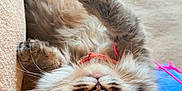 Ava joined the competition — help win amazing prizes! cat, tabby, fluffy, upside_down, paw, couch, blanket, cozy, indoor, pet, feline, curious, relaxed, whiskers, fur, ears, closeup, playful, domestic, resting