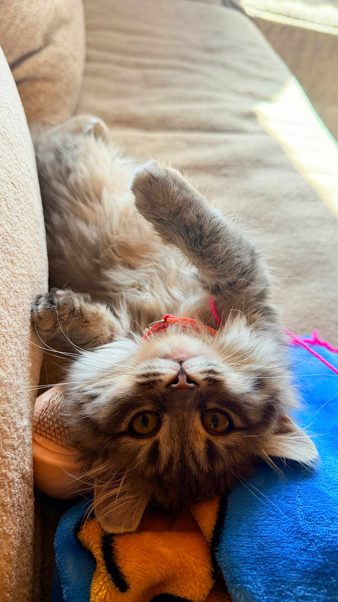 Ava joined the competition — help win amazing prizes! cat, tabby, fluffy, upside_down, paw, couch, blanket, cozy, indoor, pet, feline, curious, relaxed, whiskers, fur, ears, closeup, playful, domestic, resting