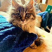 Ava is registered to the contest to win money with this photo: kitten, cat, fluffy, pet, indoor, blanket, couch, cozy, fur, whiskers, ears, eyes, closeup, natural_light, window, home, domestic_animal, curious, soft_texture, relaxed