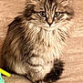 Ava is registered to the contest to win money with this photo: kitten, cat, fluffy, furry, sitting, pet, animal, cute, indoor, toy, colorful, beige, feline, whiskers, ears, eyes, small, fur, domestic, cozy