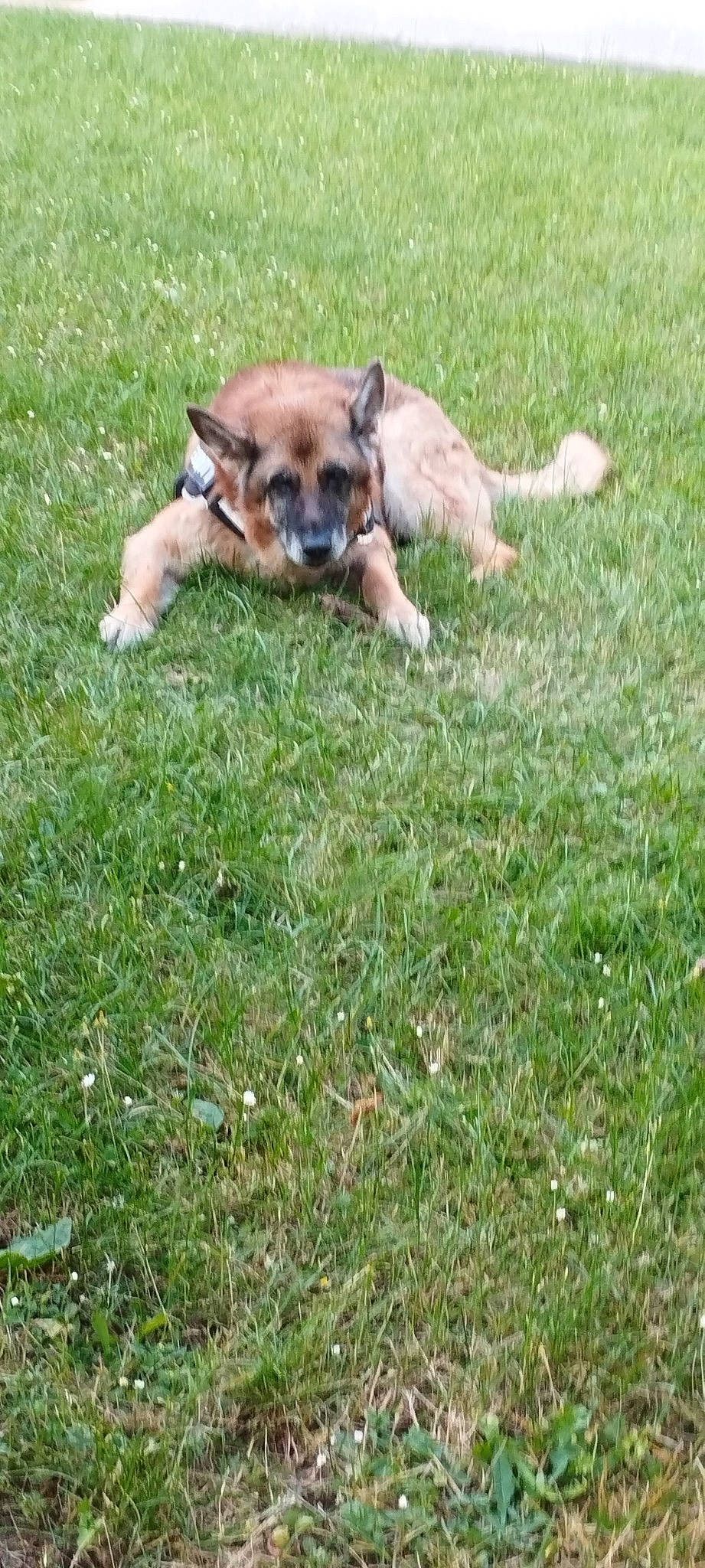 Falco a rejoint le concours — aidez-le/la à gagner de superbes lots ! canidae, carnivore, chihuahua, companion_dog, corgi_chihuahua, dog, dog_breed, fur, grass, grassland, groundcover, lawn, paw, puppy, sporting_group, tail, terrestrial_animal, toy_dog, whiskers, working_dog