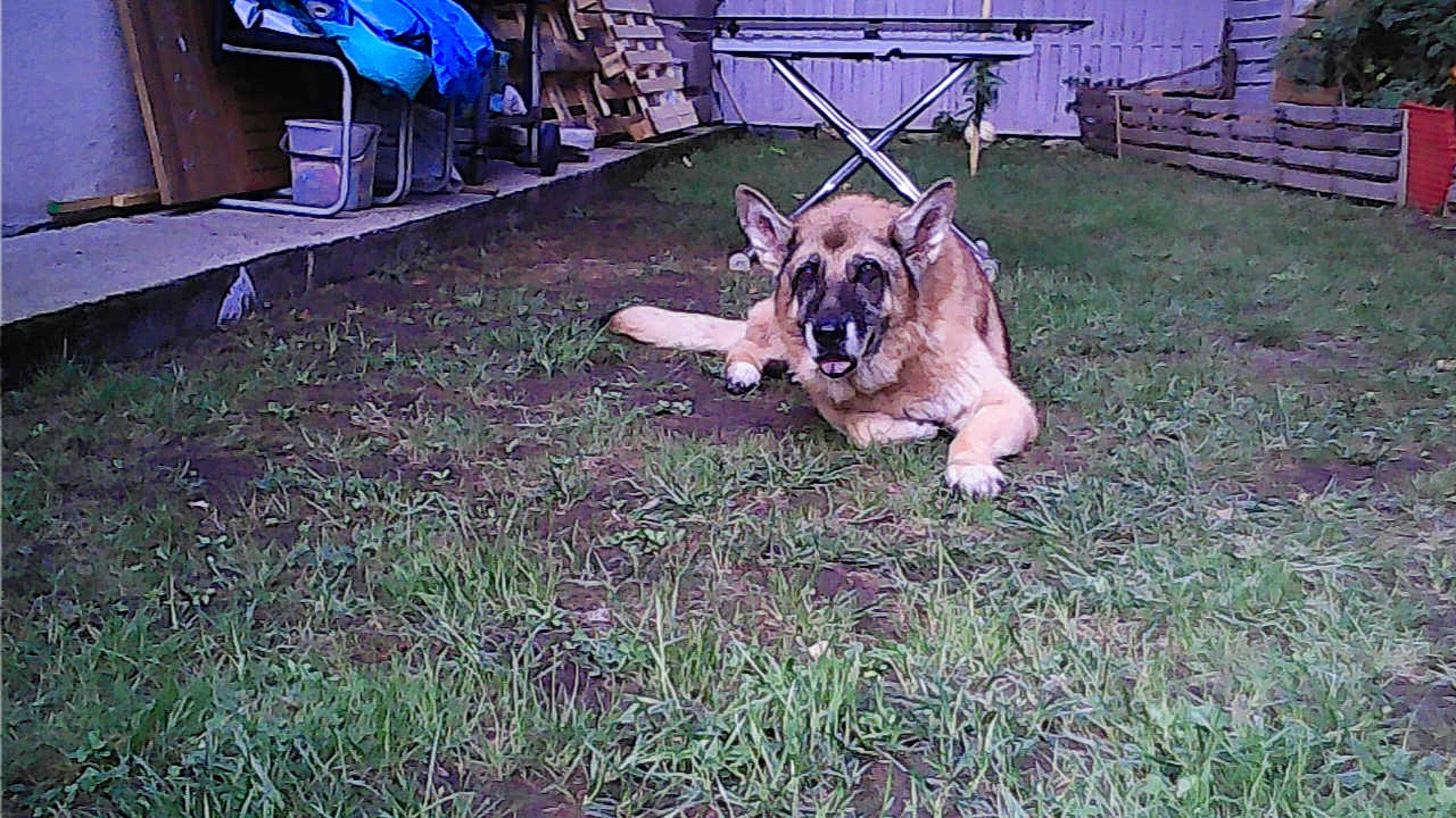 Falco participe au concours pour gagner de l'argent avec cette photo : canidae, carnivore, chair, companion_dog, dog, dog_breed, electric_blue, fawn, garden_hose, grass, guard_dog, lawn, molosser, plant, snout, soil, toy_dog, working_animal, working_dog, yard