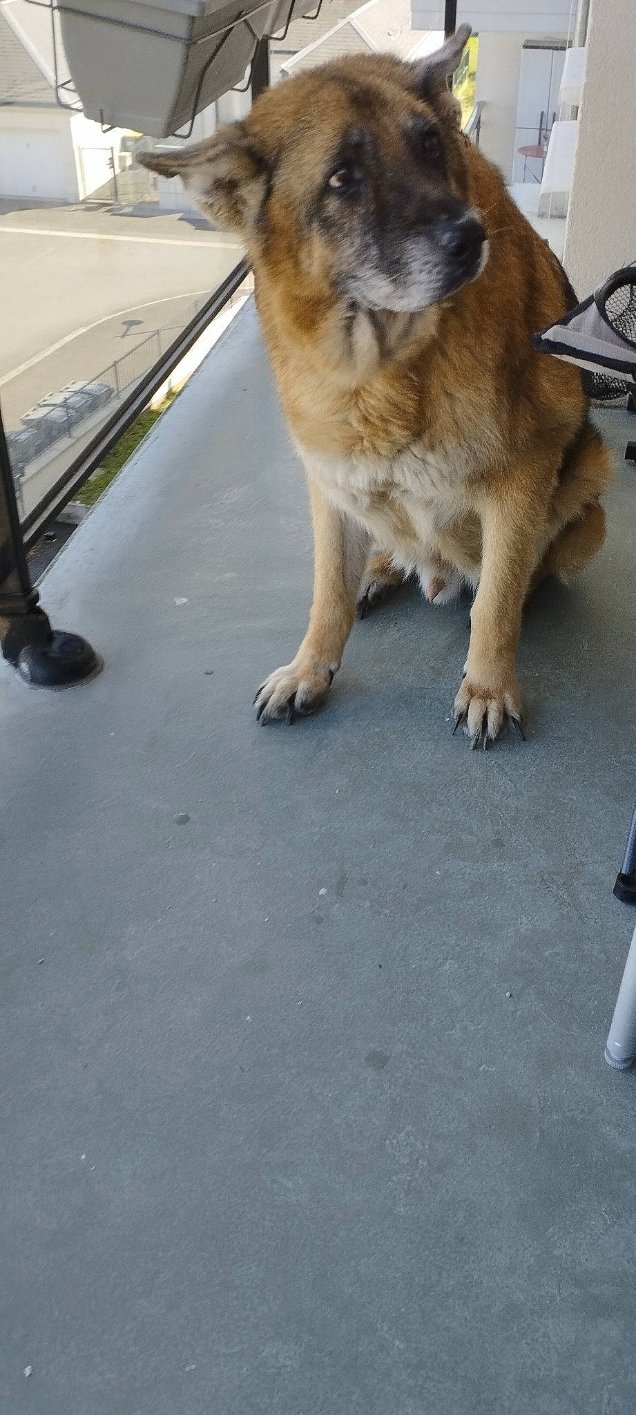 Falco participe au concours pour gagner de l'argent avec cette photo : asphalt, carnivore, claw, companion_dog, dog, dog_breed, domestic_short_haired_cat, fawn, felidae, flooring, foot, fur, human_leg, paw, road_surface, small_to_medium_sized_cats, snout, sporting_group, tail, whiskers