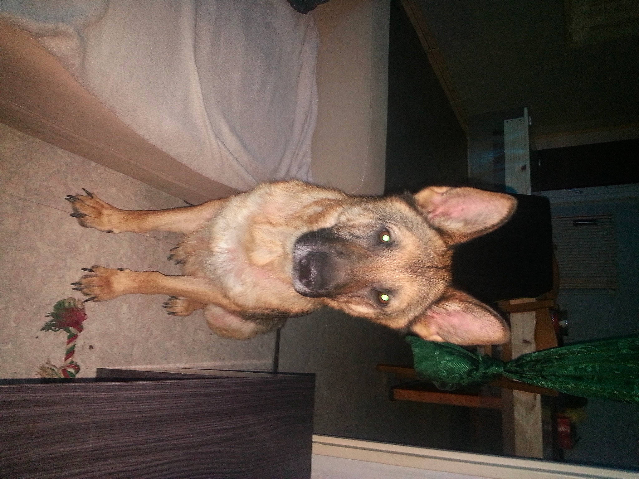 Falco a rejoint le concours — aidez-le/la à gagner de superbes lots ! canidae, carnivore, companion_dog, dog, dog_breed, ear, fawn, fur, guard_dog, jaw, paw, snout, sporting_group, table, tail, terrestrial_animal, whiskers, wildlife, wood, working_animal